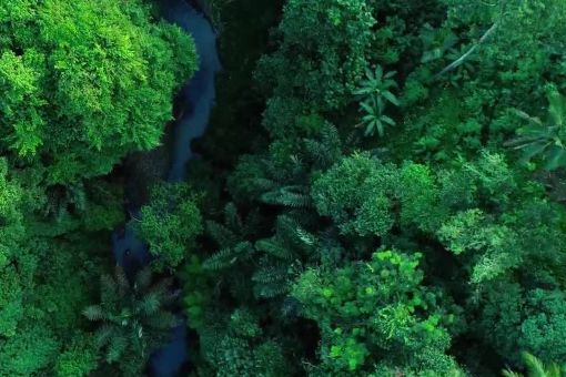 forest and river sustainability