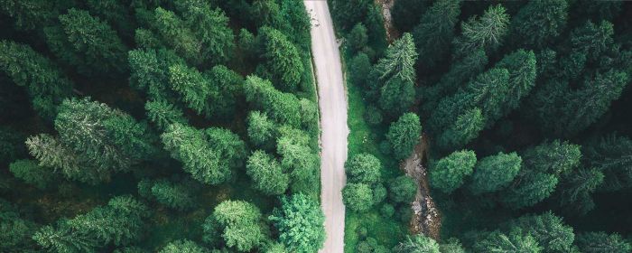 Straße durch einen Wald