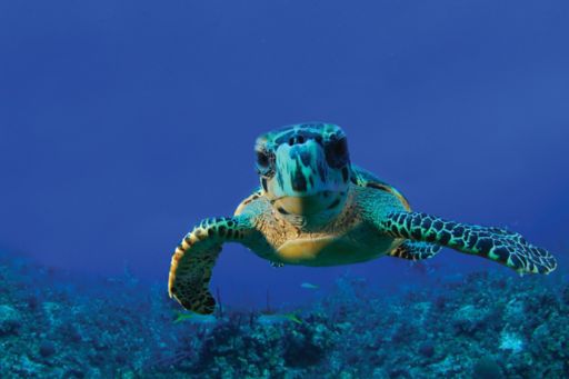 Giant Turtle Swimming