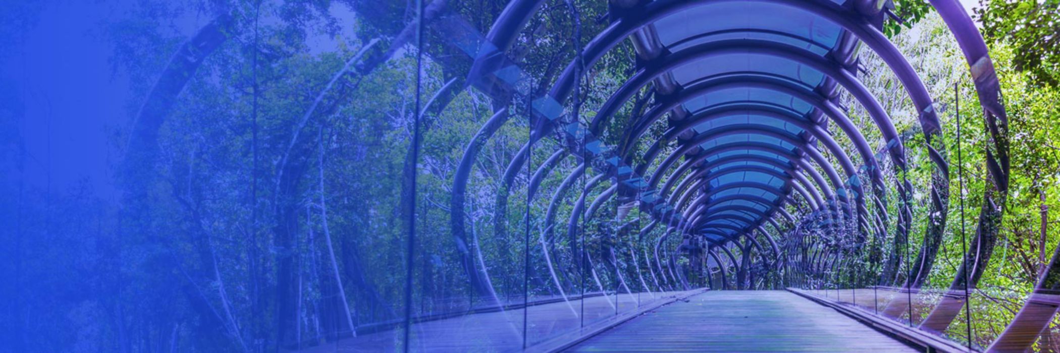 Glass tunnel with trees around