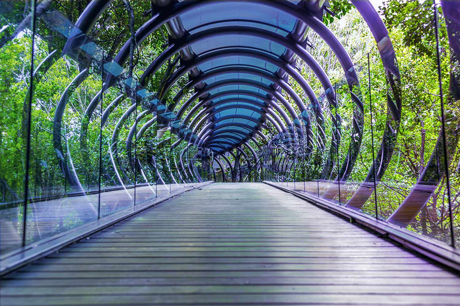 glass-tunnel-with-trees-around