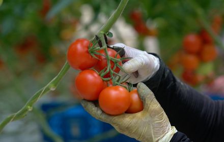 Person wearing gloves picking ripe tomatoes