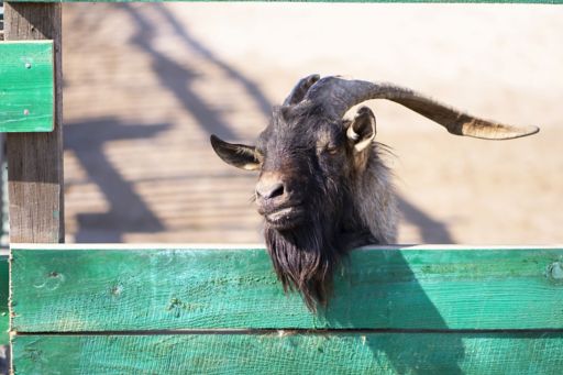 goat in pen leaning over green fence