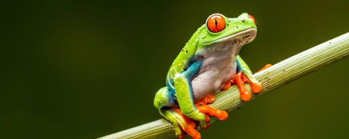 Green frog sitting on stick