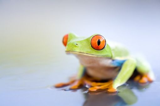 Green frog with orange eyes