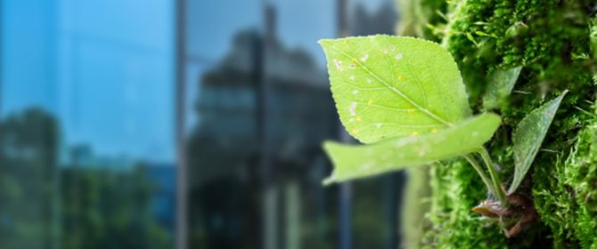Green leaf of sapling against glass building