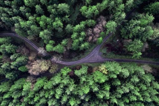 overhead shot of a forest