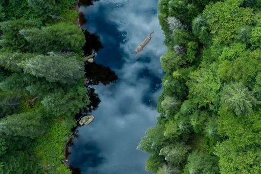 Greenery around canal