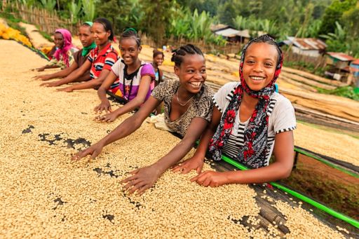 African girls and women sorting coffee beans on coffee farm, Ethiopia, Africa.