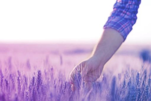 hand in wheat field