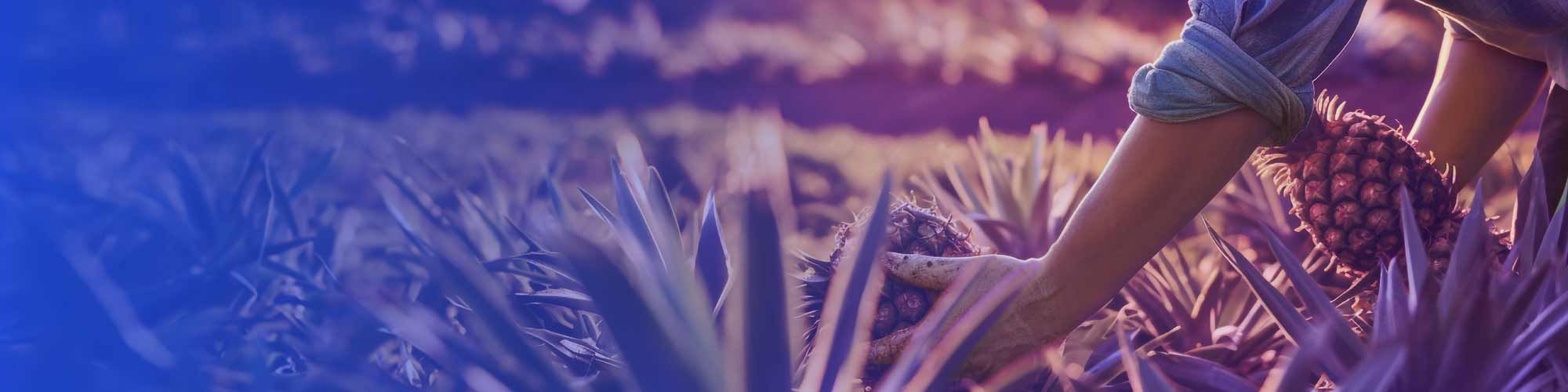 hands-picking-pineapples-from-farm-banner