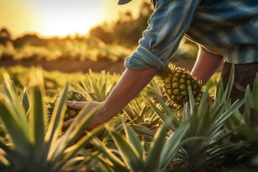 Hands Picking Pineapples From the Farm