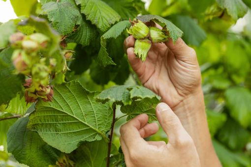 Picture of hazelnuts