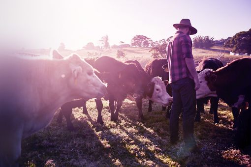 Dairy cows on a farm