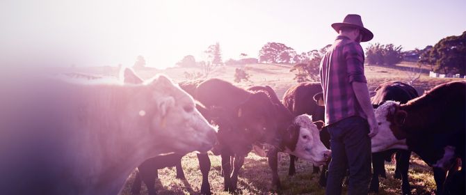 Dairy cows on a farm