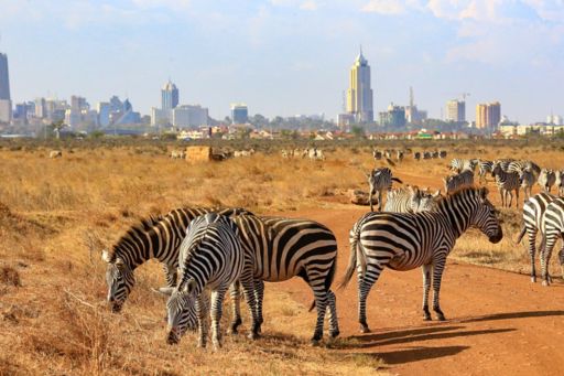 Herd of zebras with city in background