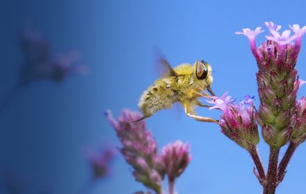 Honey bee sucking nector from flowers