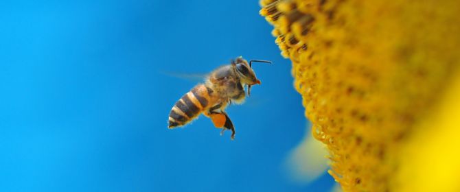Honey bee over yellow pollen