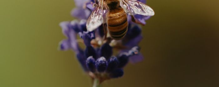 Honeybee on flower