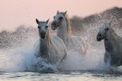 horses-running-in-water.
