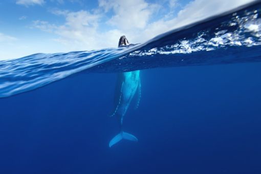 Humpback whale surfacing in ocean