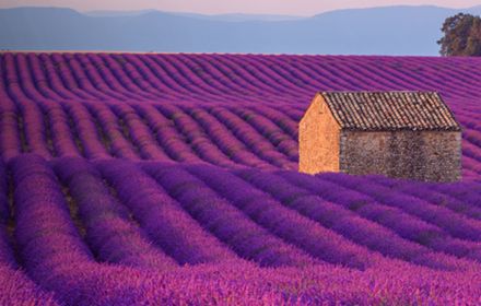 hut in lavender field banner