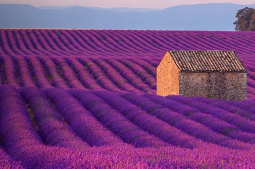 hut in lavender field banner