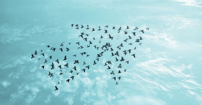 Birds flying in arrow formation