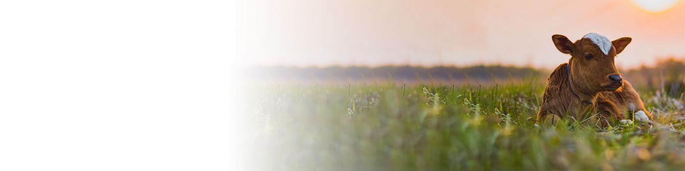 Cow sitting  in field