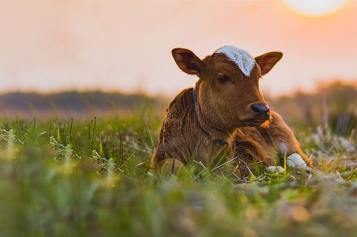 Cow sitting in field