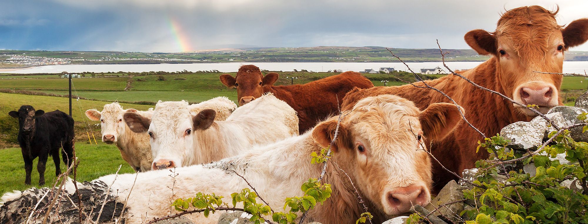 Cows in field