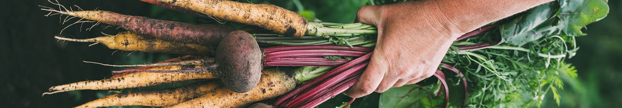 Hand holding root vegetables