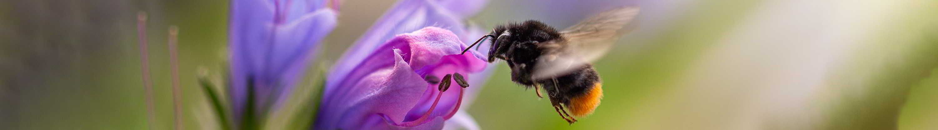 Bee feeding from flower
