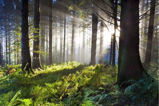 Forest with sun shining through trees