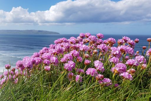 Purple flowers growing at Irish seaside