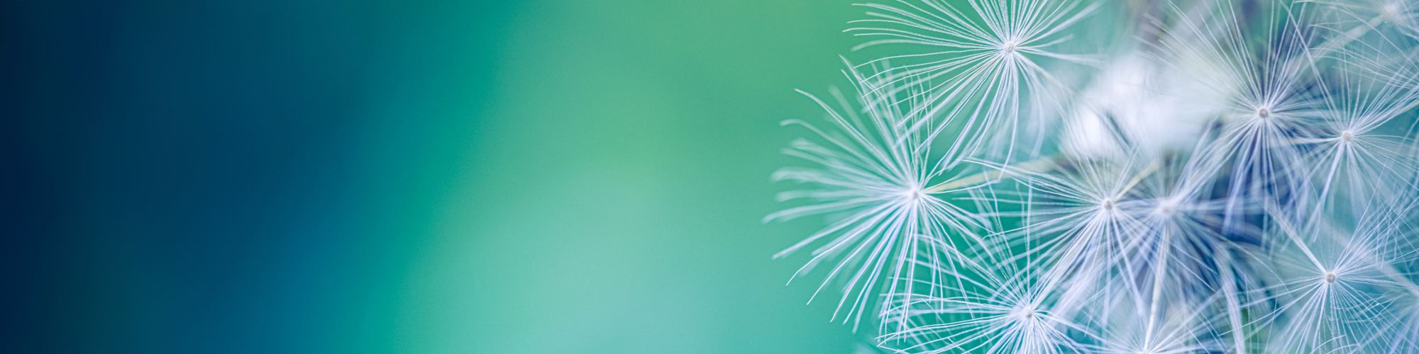 Dandelions against blue and green background