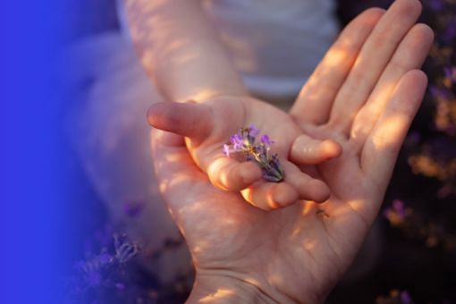 Child and adult hand holding lavender
