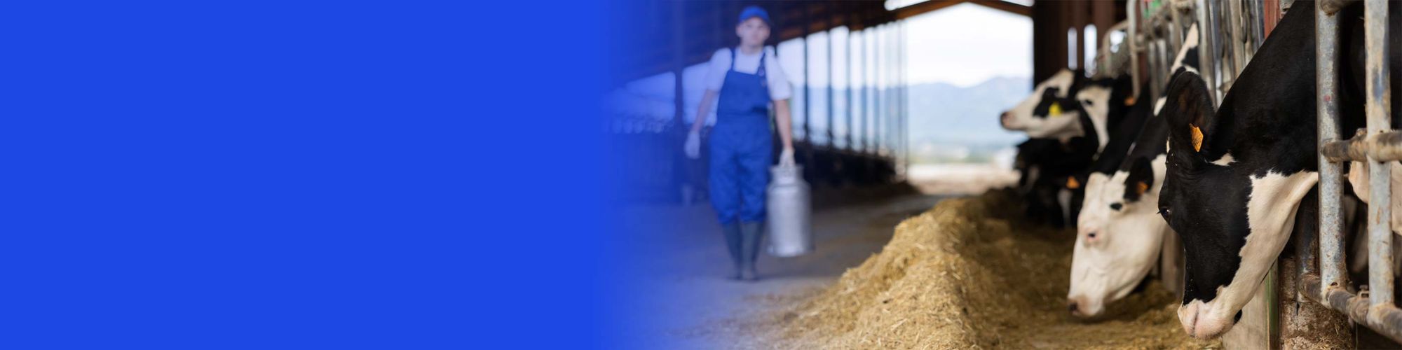 Dairy farmer with cattle