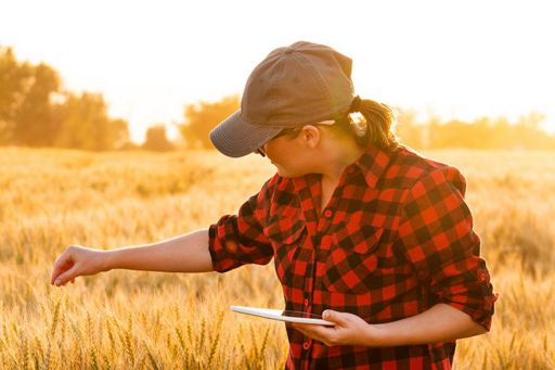 Farmer using tablet in field