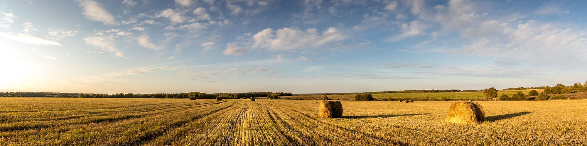 Field of haystacks