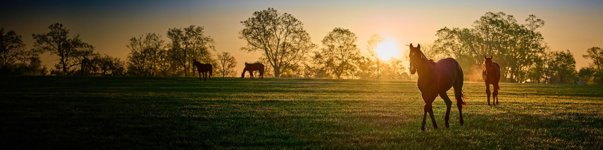 Horses in field