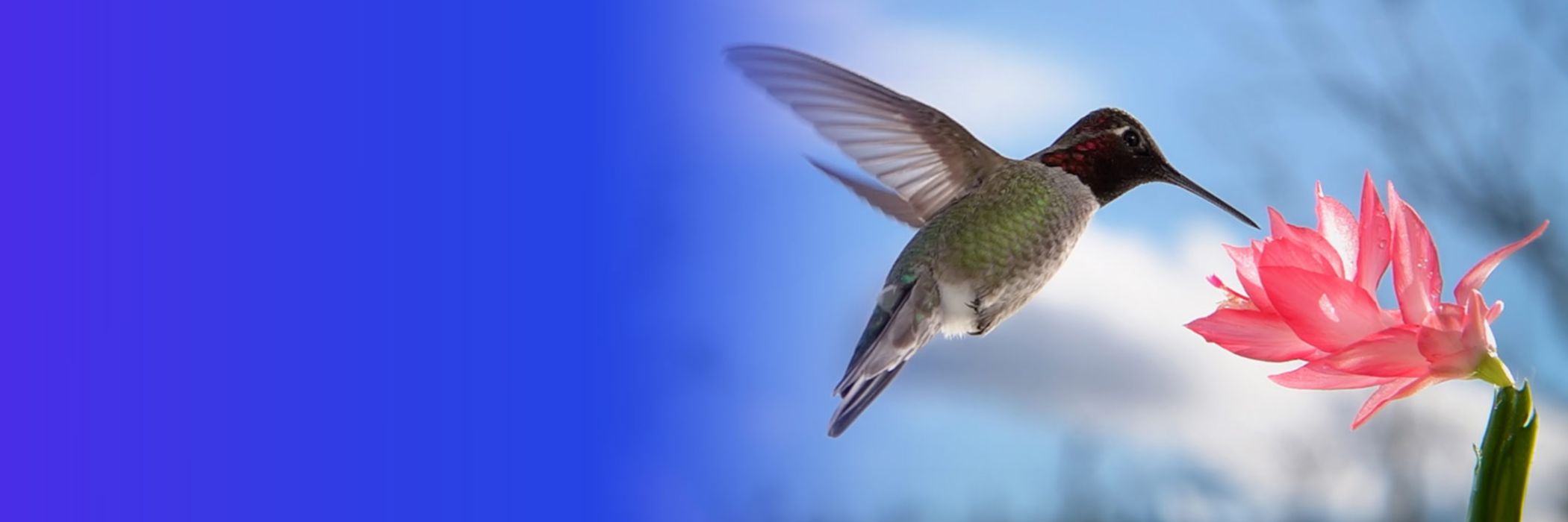 Hummingbird drinking from flower