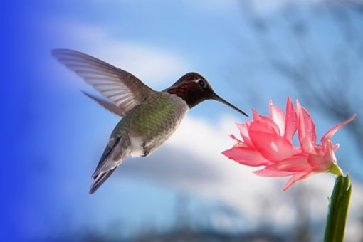 Hummingbird drinking from flower