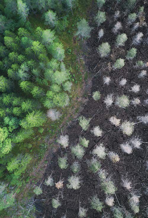 Forest seen from above