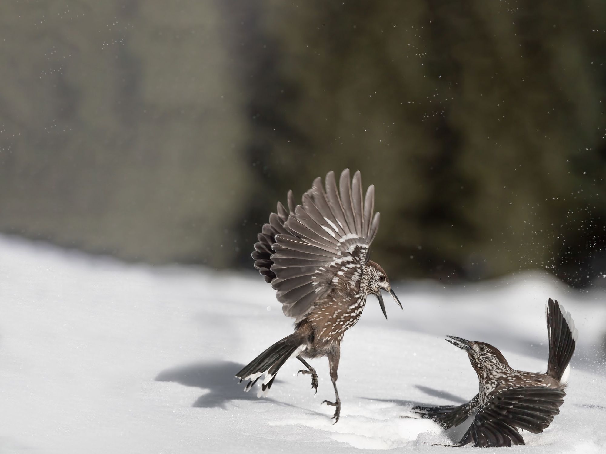 birds in snow