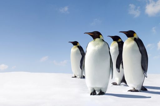 penguins  