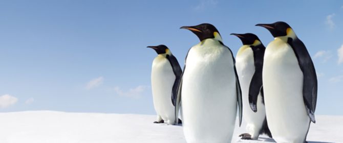 penguins  