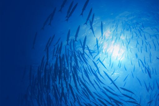泳ぐ魚と光