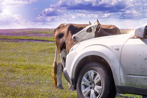 インドのモビリティCNの現実解