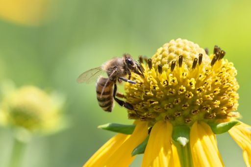 花の蜜を集めるミツバチ